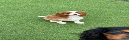 Cavalier King Charles Spaniel dogs for sale: Stunning health tested KC cavalier puppies - Advert 13