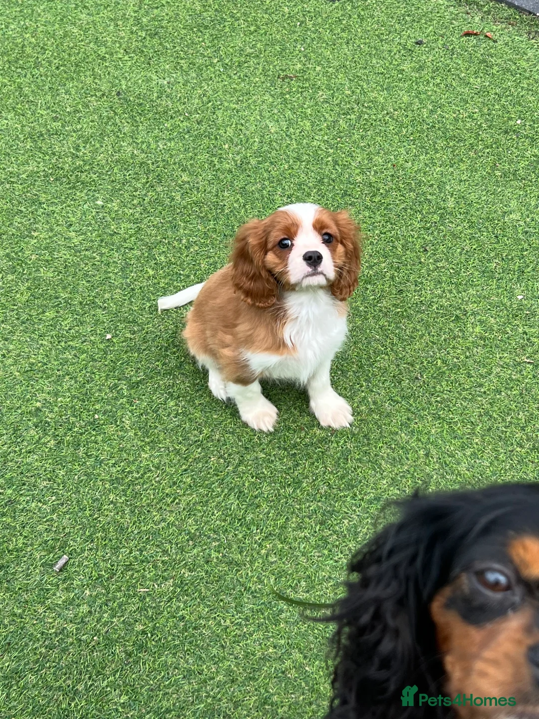 Cavalier King Charles Spaniel dogs for sale: Stunning health tested KC cavalier puppies - Advert 1