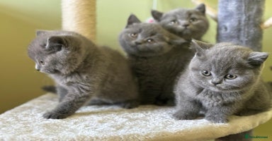 British Shorthair cats for sale - Advert 14