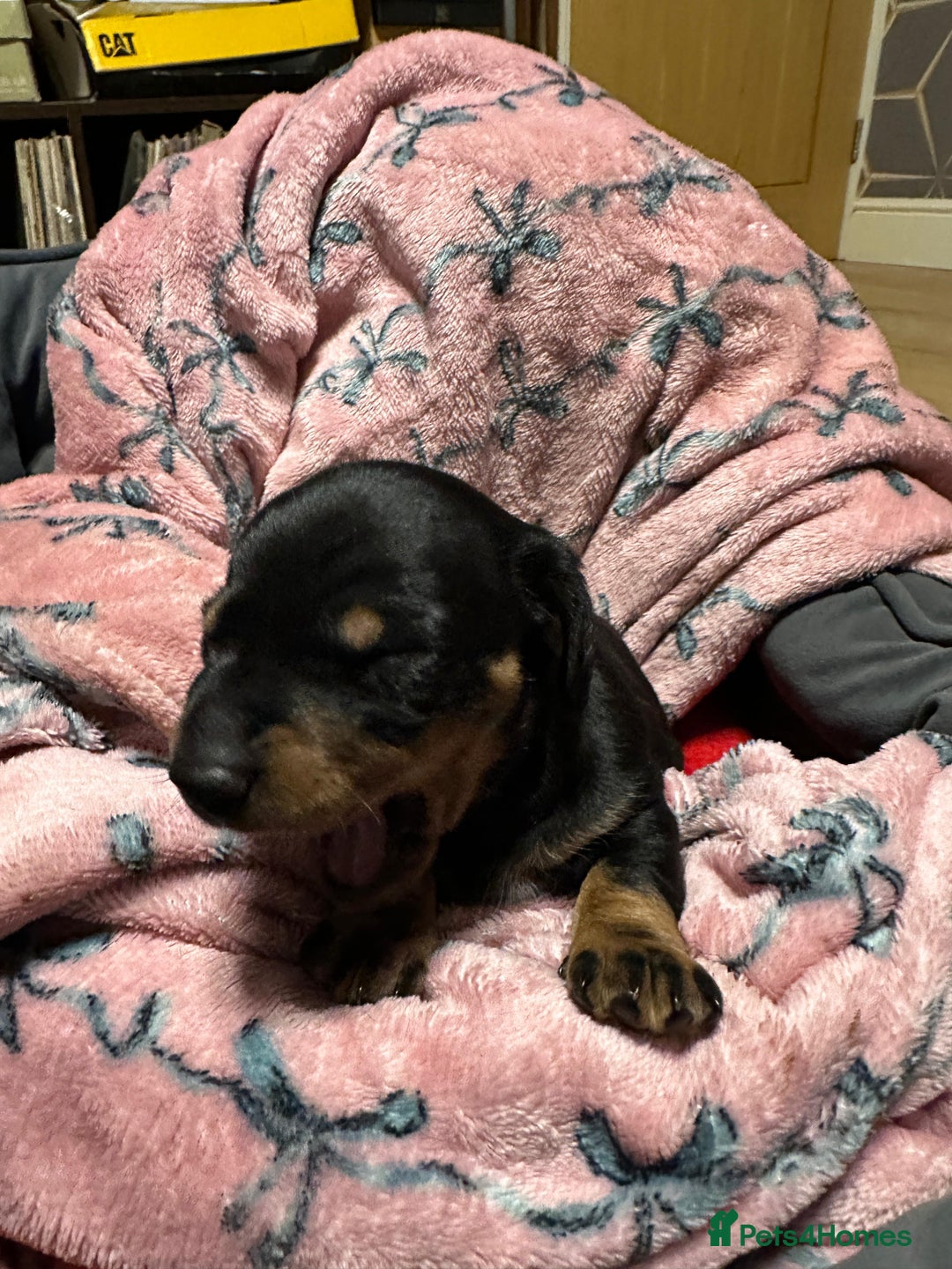 Miniature Dachshund dogs for sale: STUNNING SMOOTH SHORT HAIR MINIATURE DACHSHUND 💞 - Advert 11