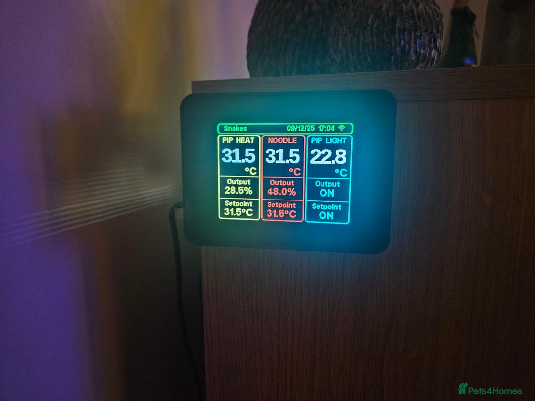 Snake reptiles for sale: FULL SET UPS X 2  - Advert 8