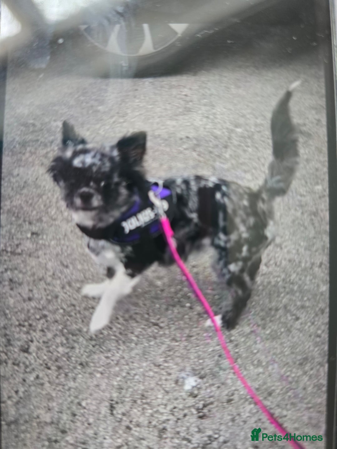 Chihuahua dogs for sale: Chihuahua female - Image 6