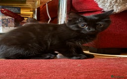 Mixed Breed cats for sale: 3 Kittens ready ASAP  - Image 8