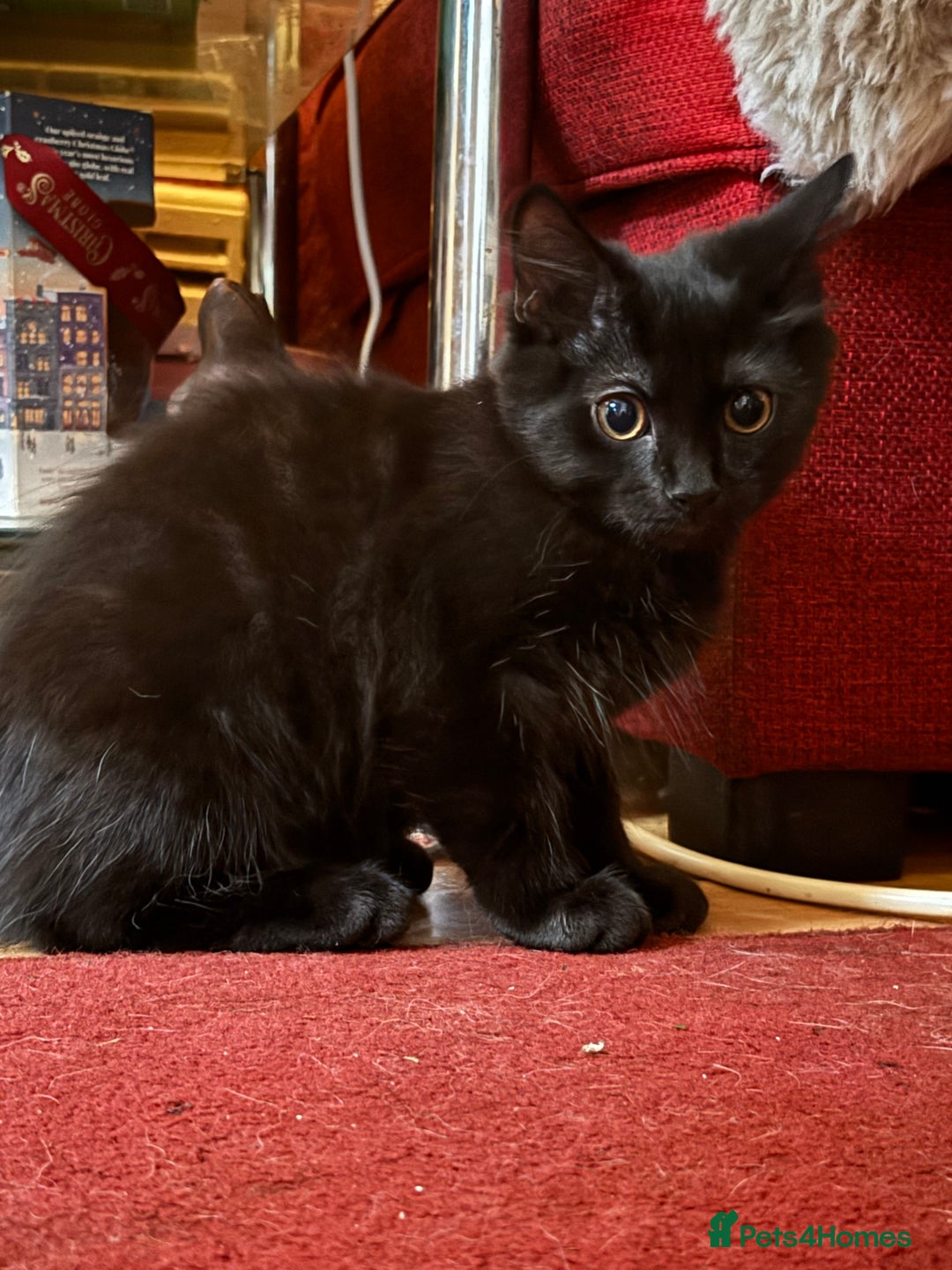 Mixed Breed cats for sale: 3 Kittens ready ASAP  - Image 8