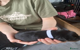 Rottweiler dogs for sale: Rottweiler  - Advert 20