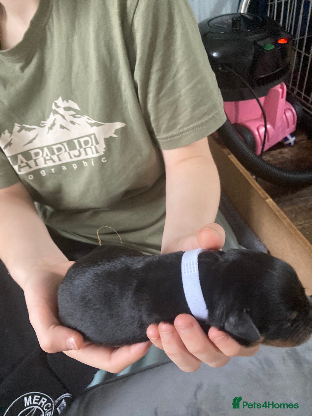 Rottweiler dogs for sale: Rottweiler  - Advert 20