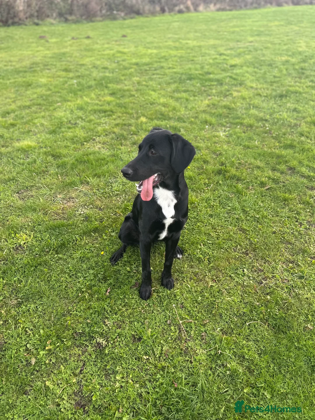 Mixed Breed dogs for sale: Teddy  - Advert 2