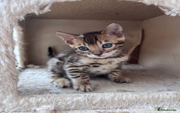 Bengal cats for sale: TICA Reg Bengal Kittens - Ready next month 🐾 - Image 28