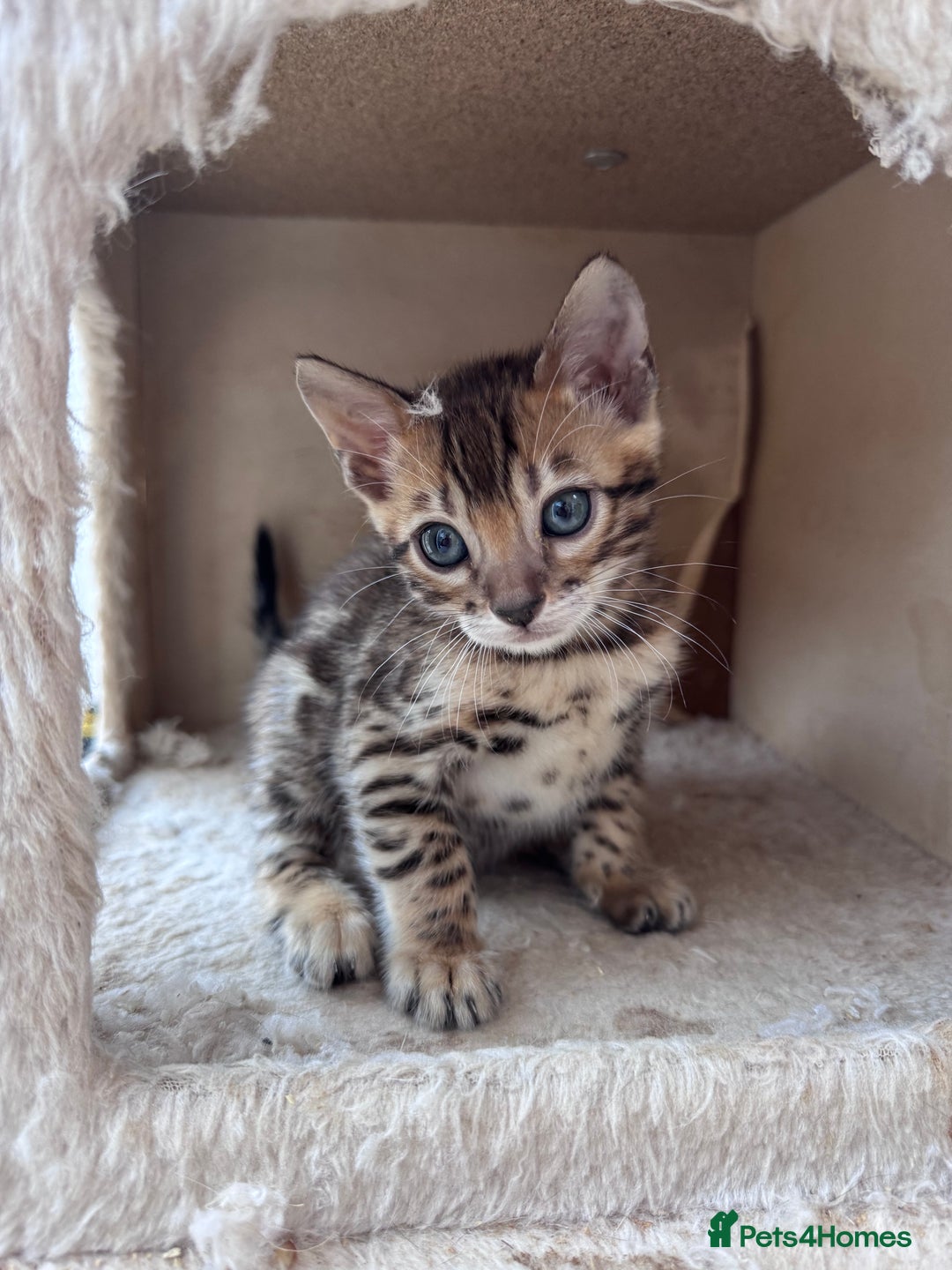 Bengal cats for sale: TICA Reg Bengal Kittens - Ready next month 🐾 - Image 28