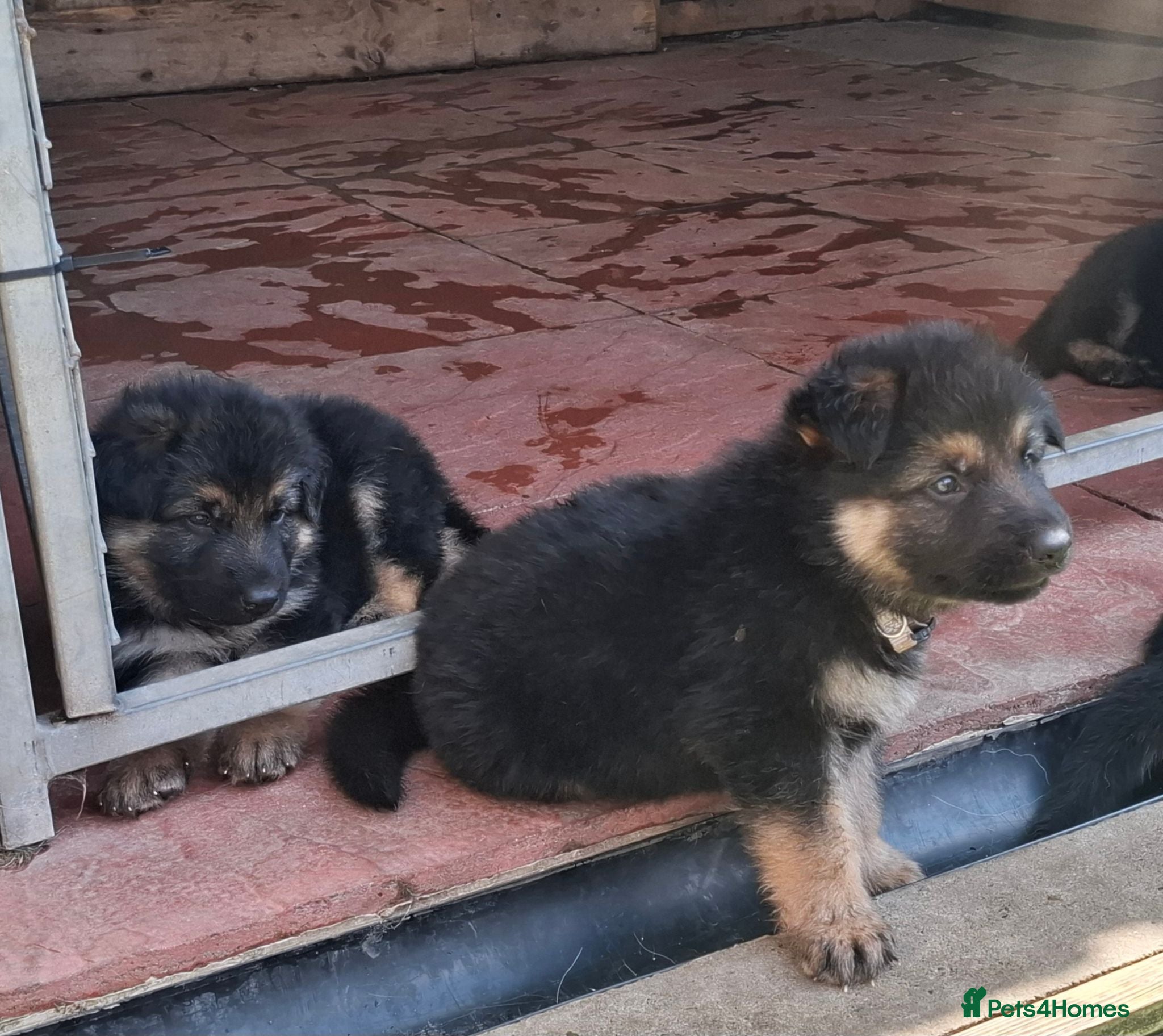 German Shepherd dogs German shepherd pups - Advert 1