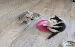 Mixed Breed cats for sale: Persian mix cross  - Image 3