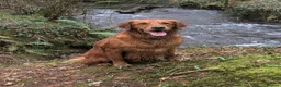 Golden Retriever dogs for sale: Waiting list open  - Advert 24
