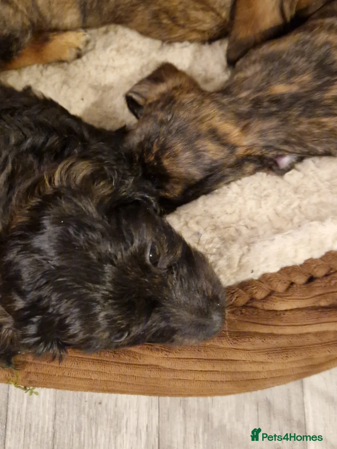 Mixed Breed dogs for sale: Adorable puppies for sale - Advert 6