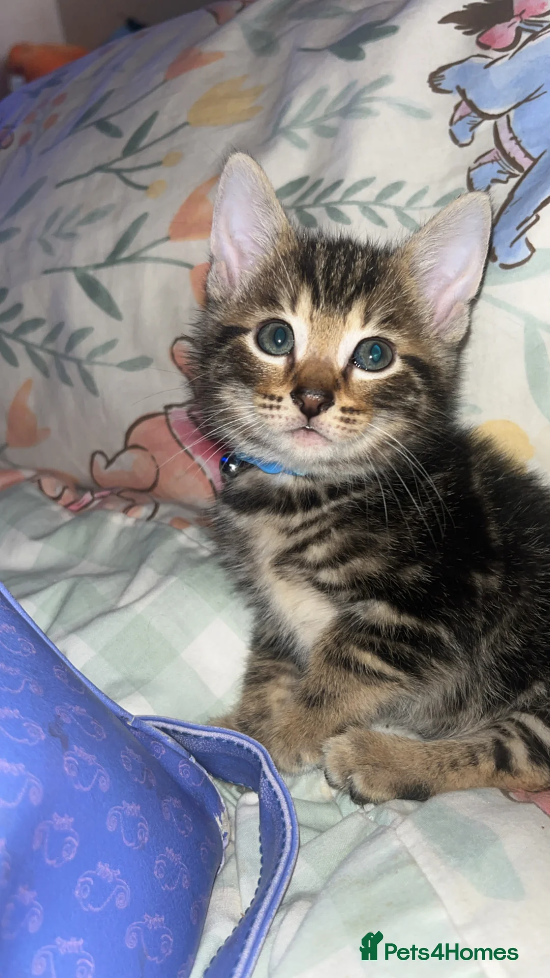 Mixed Breed cats for sale: Bengal Cross Kittens  - Advert 2