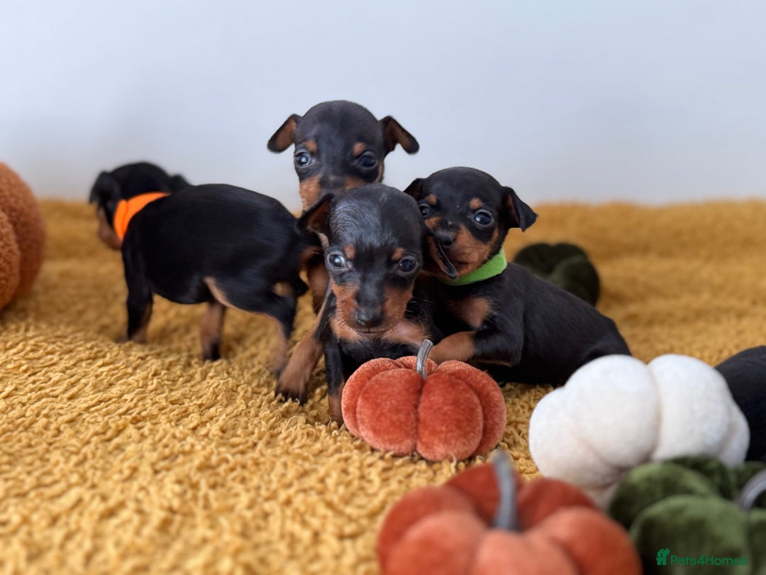 Miniature Pinscher dogs for sale: Miniature Pincher Puppies  - Image 6