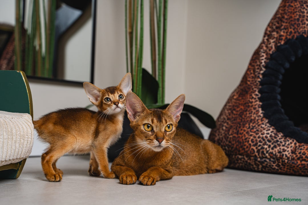 Abyssinian cats for sale: Vanilla Boy-Exceptional Abyssinian-Champion line - Advert 26