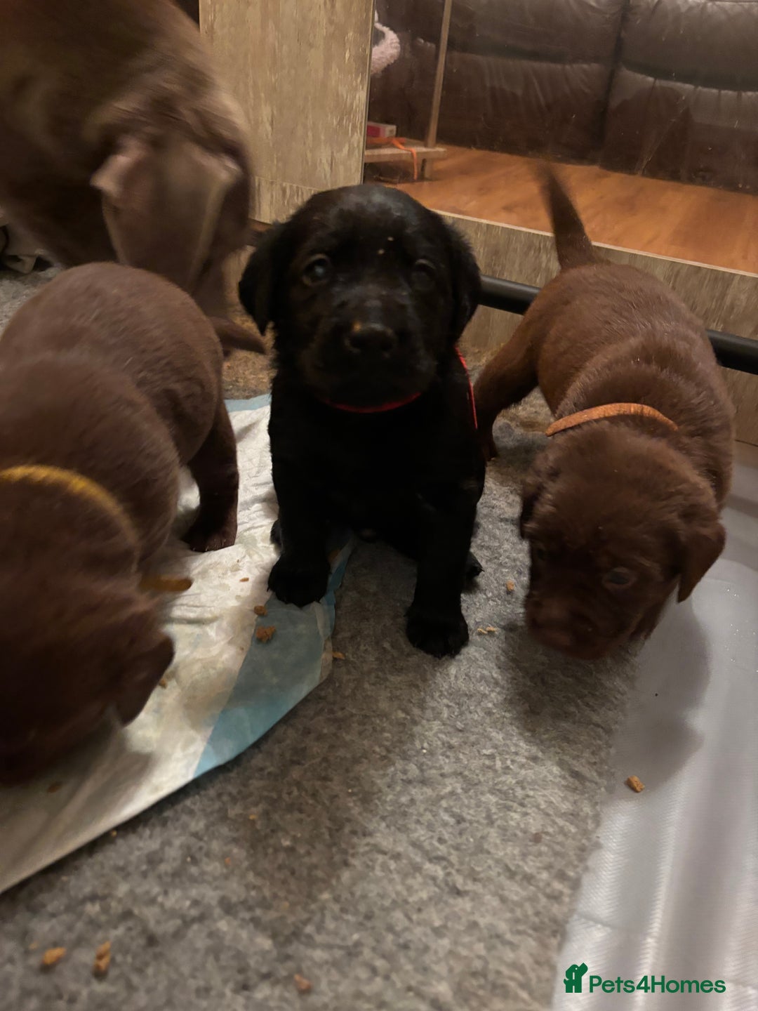 Labrador Retriever dogs for sale: Chocolate and Black Labrador Puppies - Advert 11