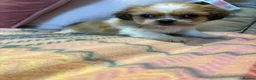 Shih Tzu dogs for sale: Stunning shihzu - Advert 6