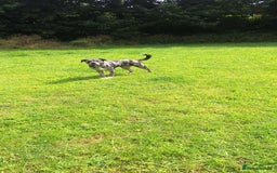 Mixed Breed dogs for sale: Caucasian Shepherd x pocket bully - Image 2
