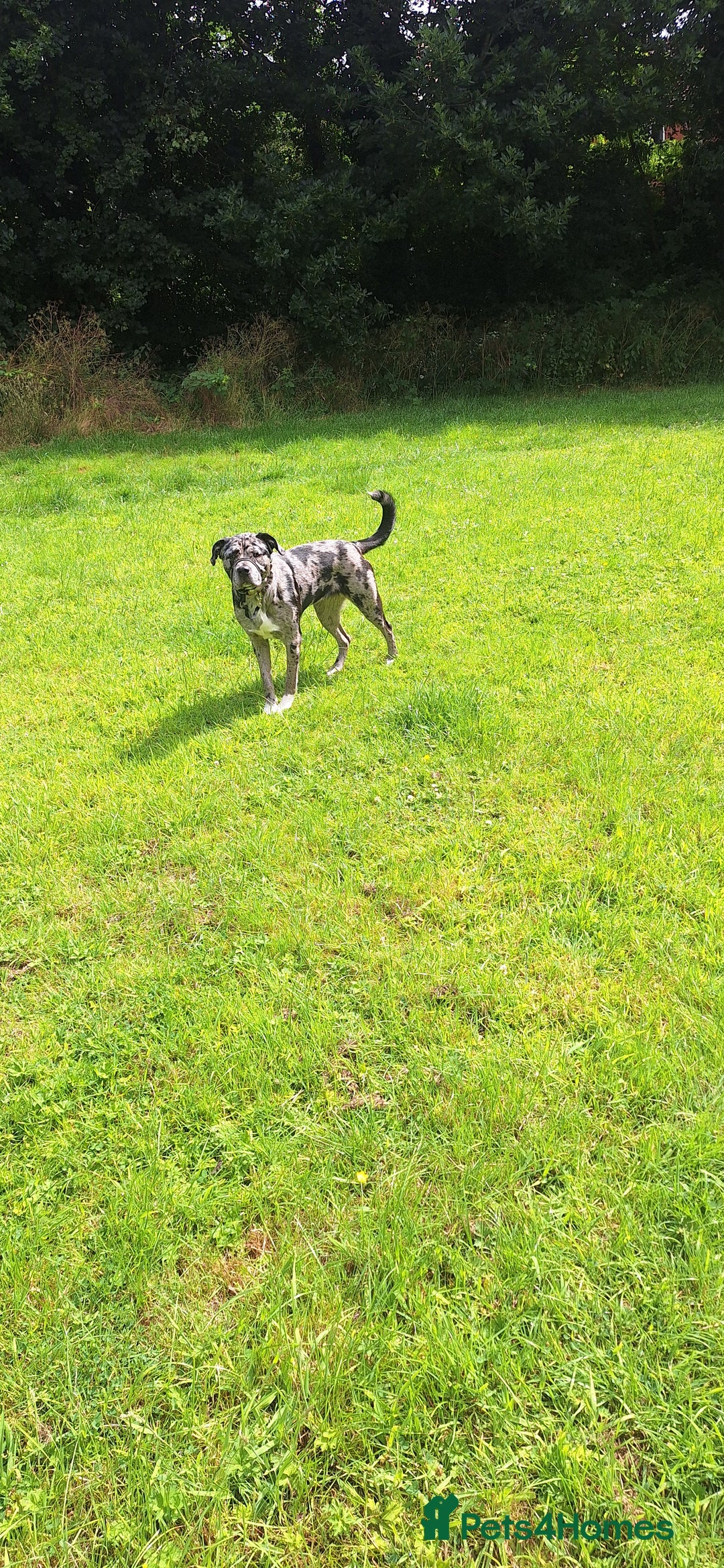 Mixed Breed dogs for sale: Caucasian Shepherd x pocket bully - Image 2