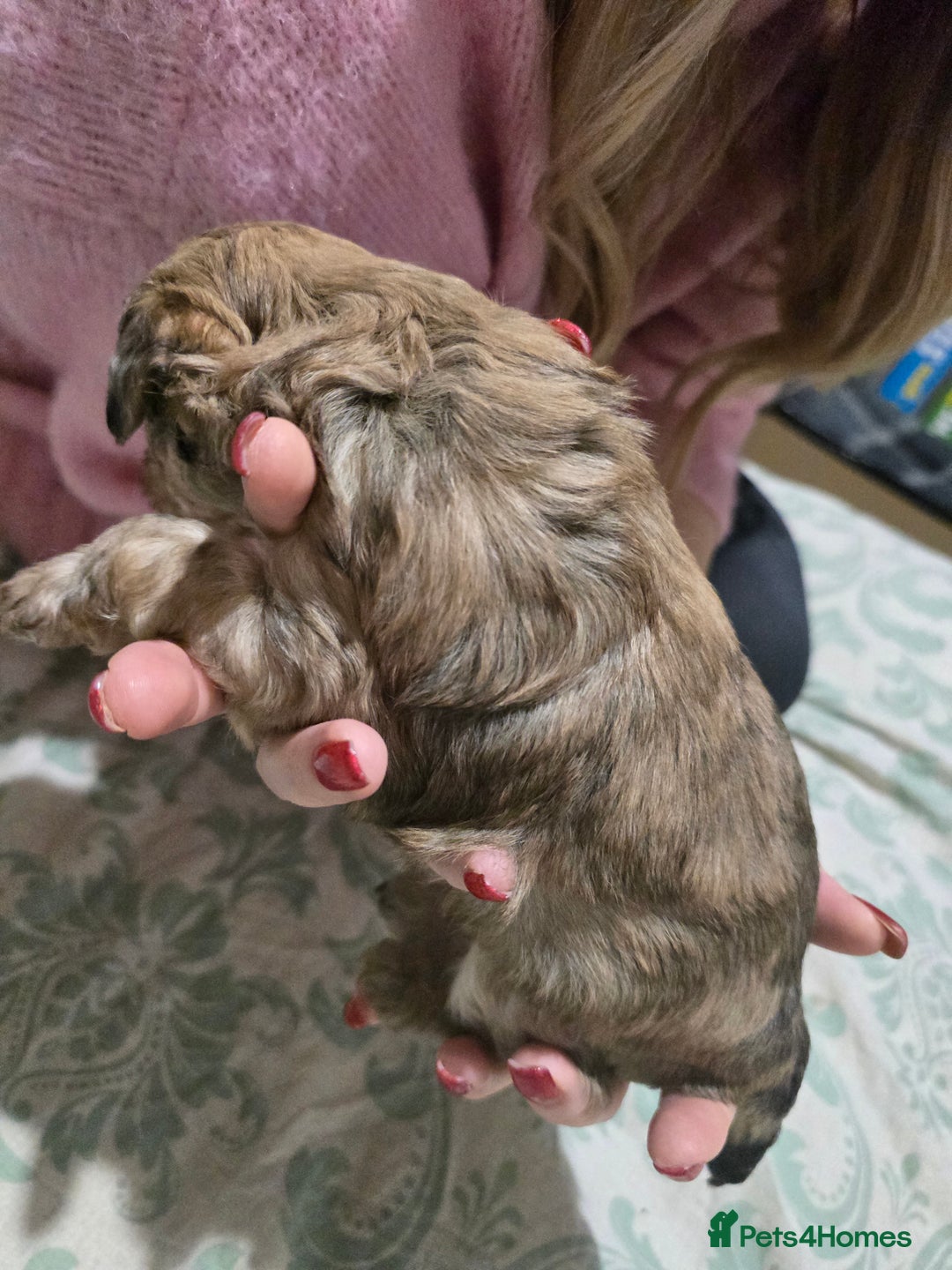 Miniature Poodle dogs for sale: Miniture poodles for sale 2 girls 2 boys - Advert 3