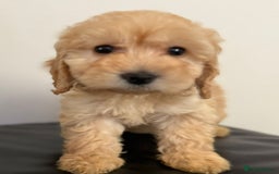 Cockapoo dogs for sale: Adorable Cockapoos - Advert 1