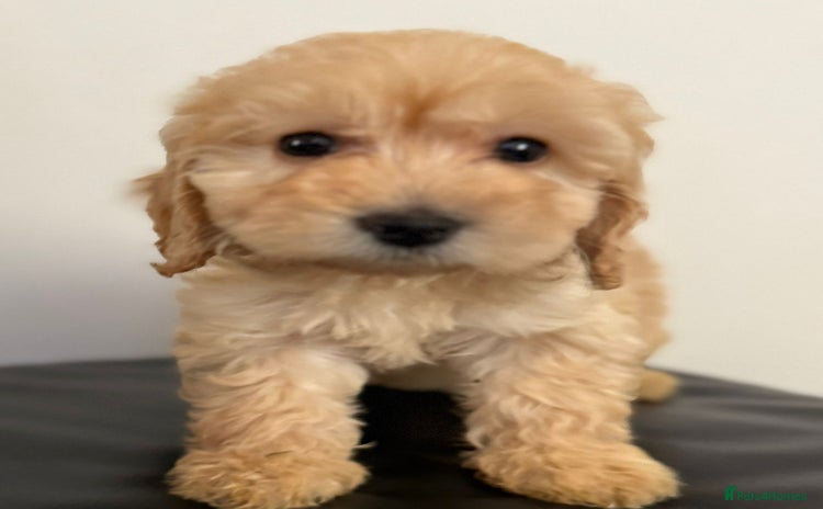 Cockapoo dogs Adorable Cockapoos - Advert 1