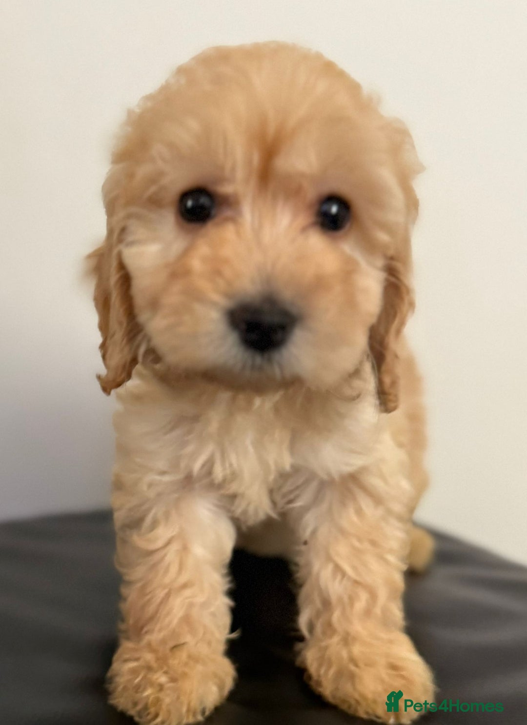 Cockapoo dogs for sale: Adorable Cockapoos - Advert 1