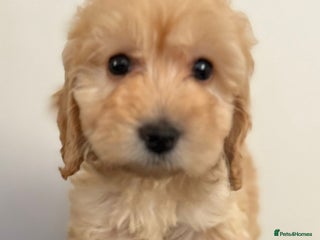 Cockapoo dogs Adorable Cockapoos - Advert 3