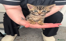 Bengal cats for sale: Beautiful Bengal mixed kittens - Image 7