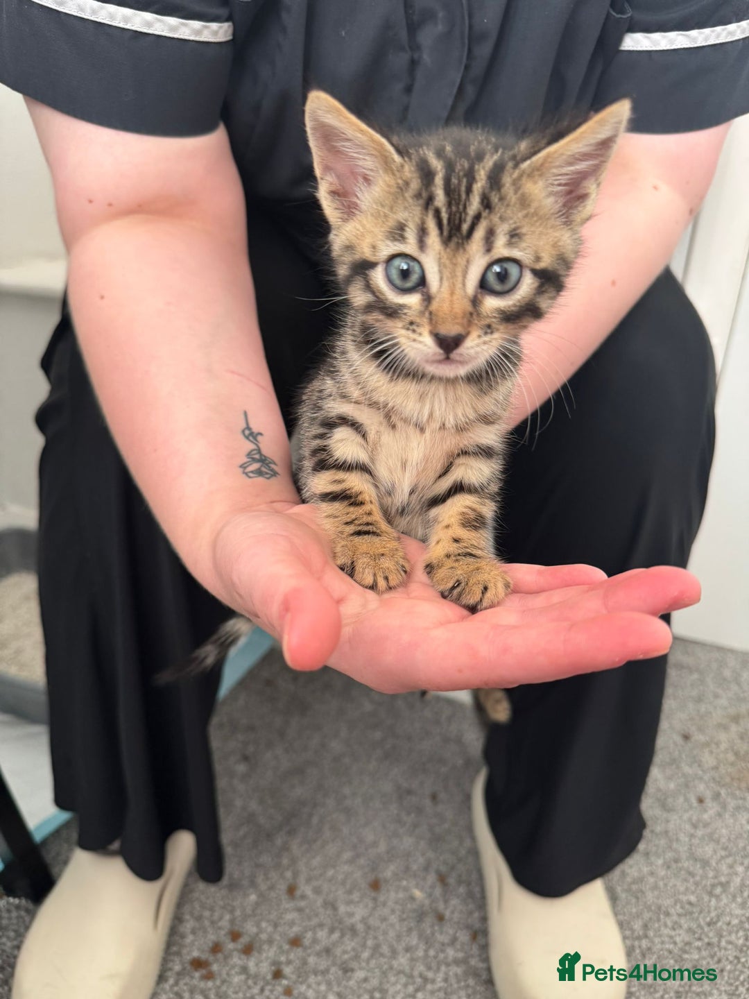 Bengal cats for sale: Beautiful Bengal mixed kittens - Image 7