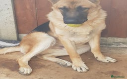 German Shepherd dogs for sale: German Shepard full breed  - Image 1