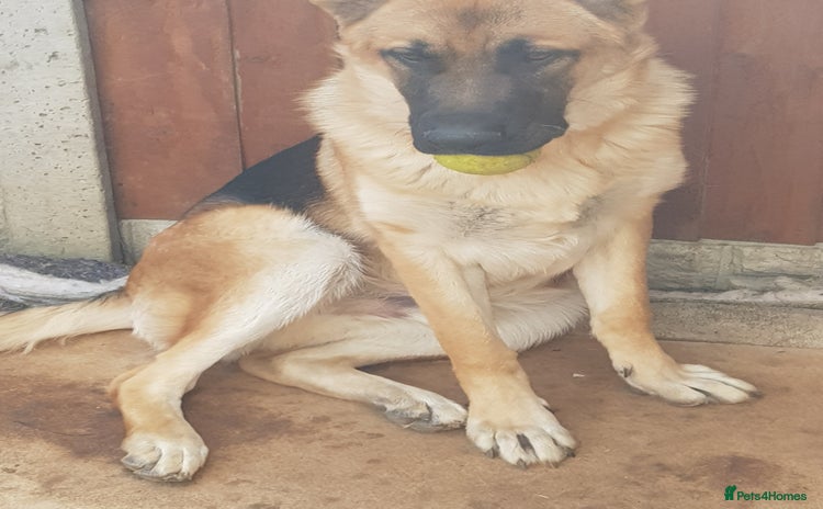 German Shepherd dogs - Advert 1