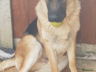 German Shepherd dogs for sale - Advert 1
