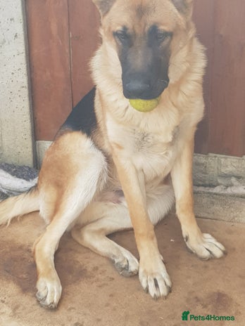 German Shepherd dogs - Advert 1