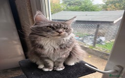 Maine Coon cats for sale: GCCF Pedigree Russian line Maine Coon - Advert 34