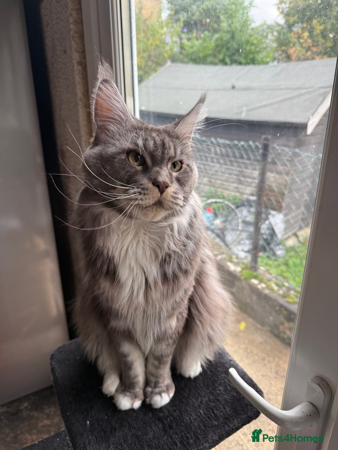 Maine Coon cats for sale: GCCF Pedigree Russian line Maine Coon - Advert 34