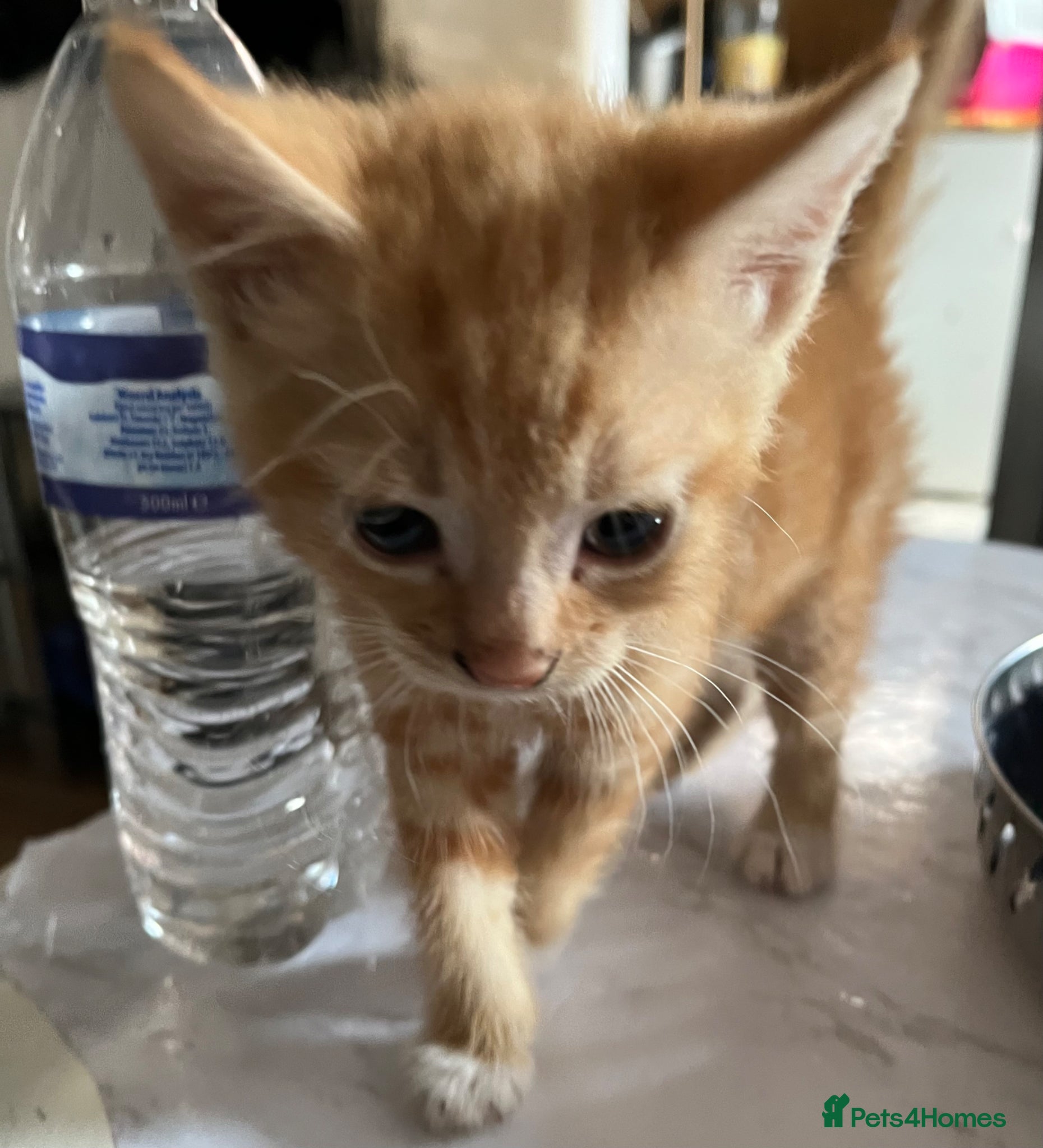 Mixed Breed cats for sale: 3 beautiful kittens for sale  - Advert 26