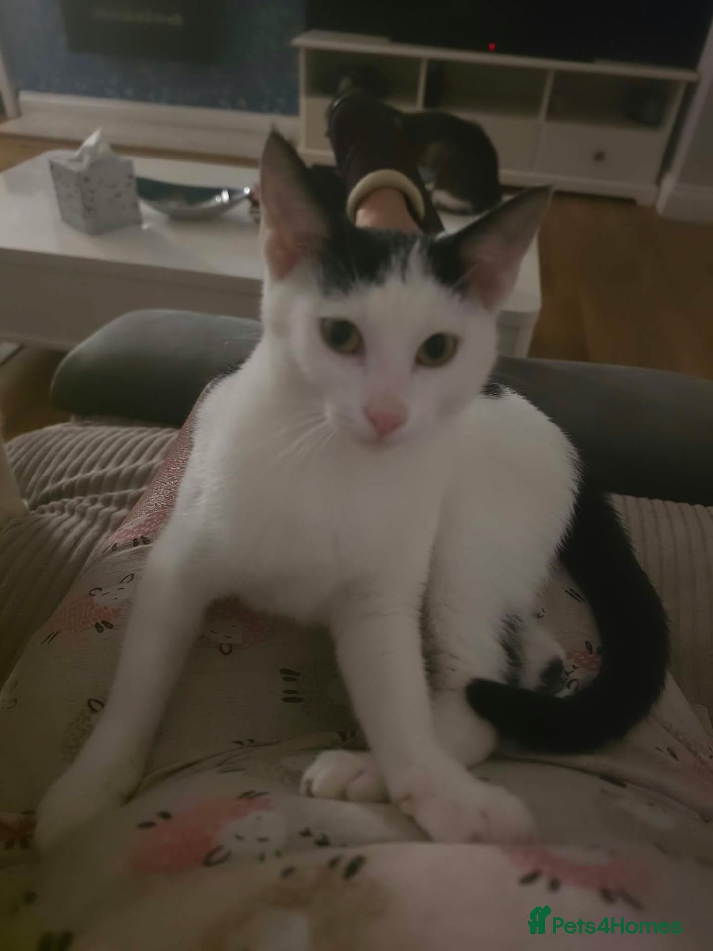 Mixed Breed cats Anna for adoption - Advert 2