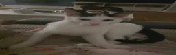 Mixed Breed cats for adoption: Anna for adoption in Waterlooville - Advert 1