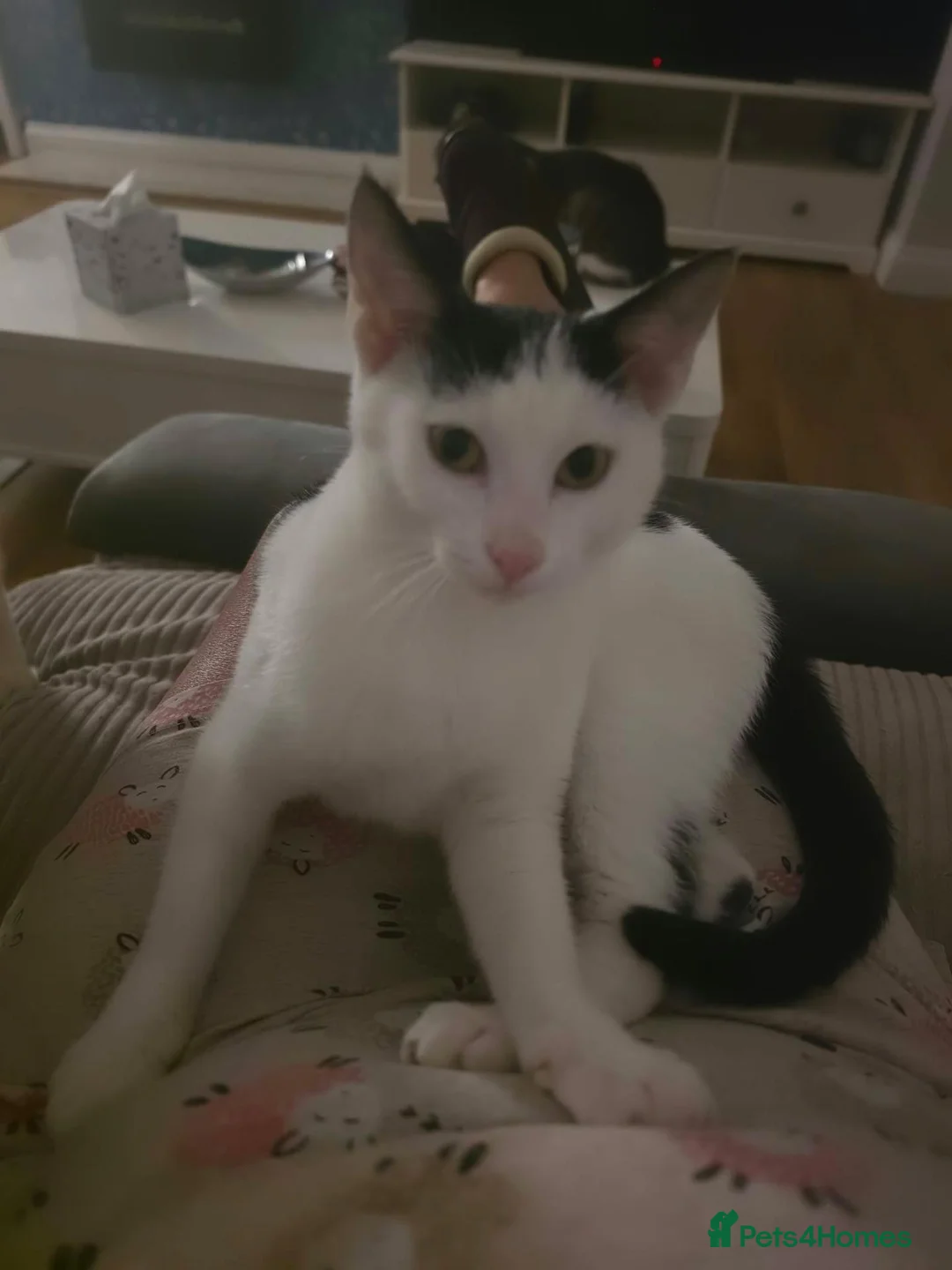 Mixed Breed cats for adoption: Anna for adoption in Waterlooville - Advert 1