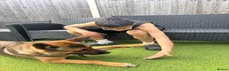 Mixed Breed dogs for sale: Simba  - Advert 2