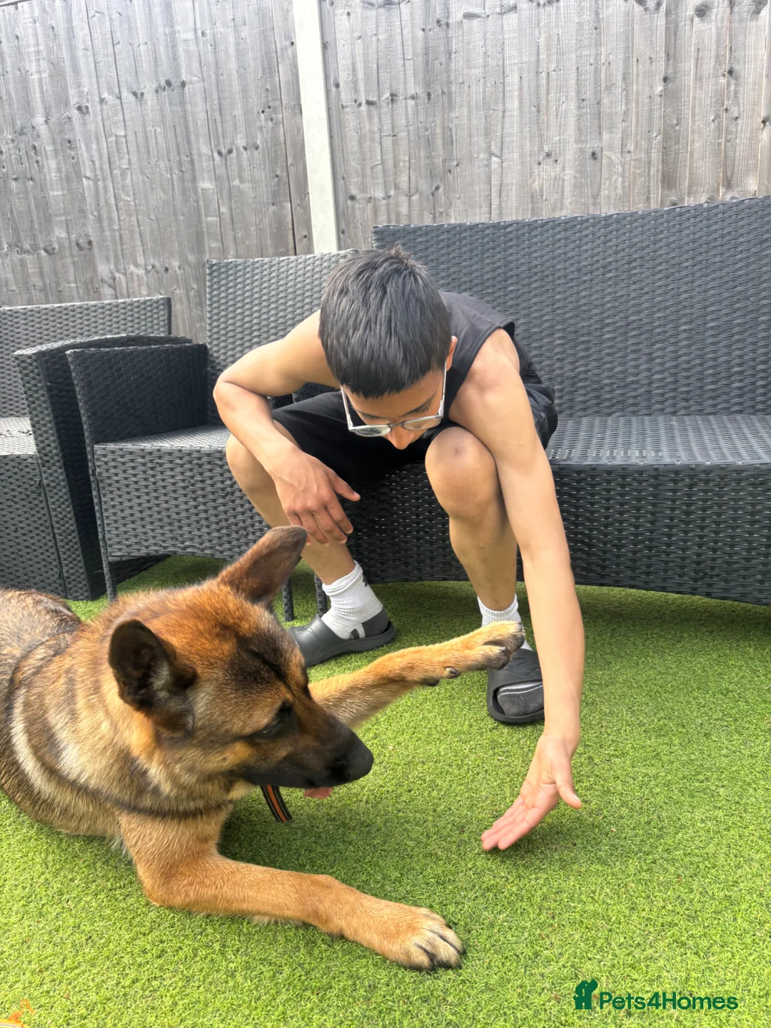 Mixed Breed dogs for sale: Simba  - Advert 2