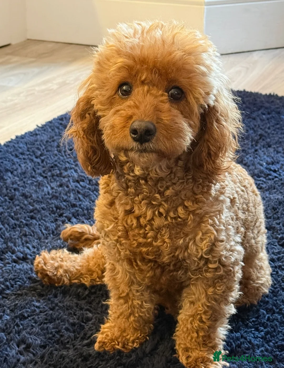 Cavapoo dogs for sale: 🐾 5-Year-Old Cavapoo Looking for a Loving Home 🐾 - Advert 2