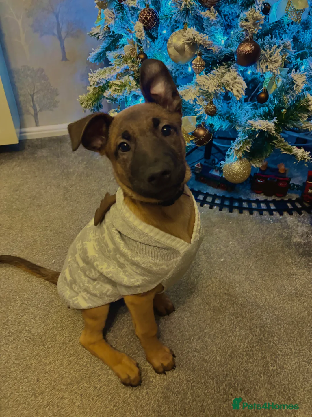 Mixed Breed dogs for sale: Belgian Mallinois X Greyhound - Advert 10