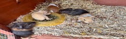 Guinea Pig rodents for sale: Baby guinea pigs for sale (born 12/10/25) - Advert 2