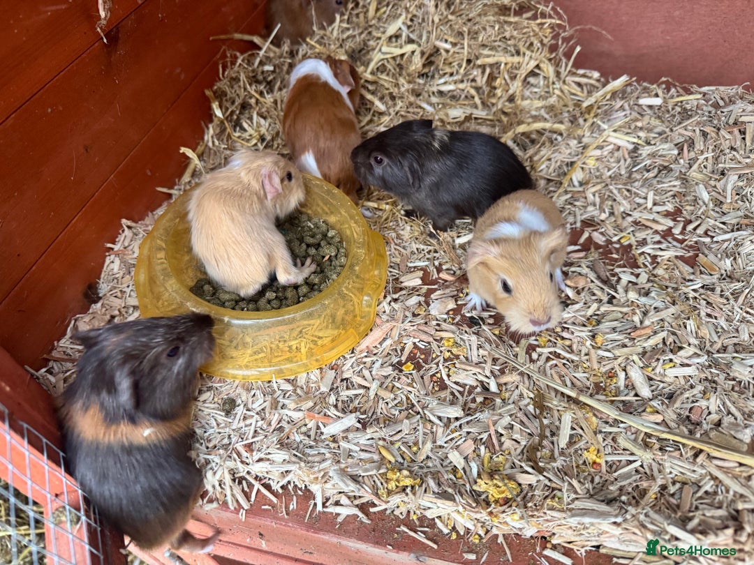 Guinea Pig rodents for sale: Baby guinea pigs for sale (born 12/10/25) - Image 2