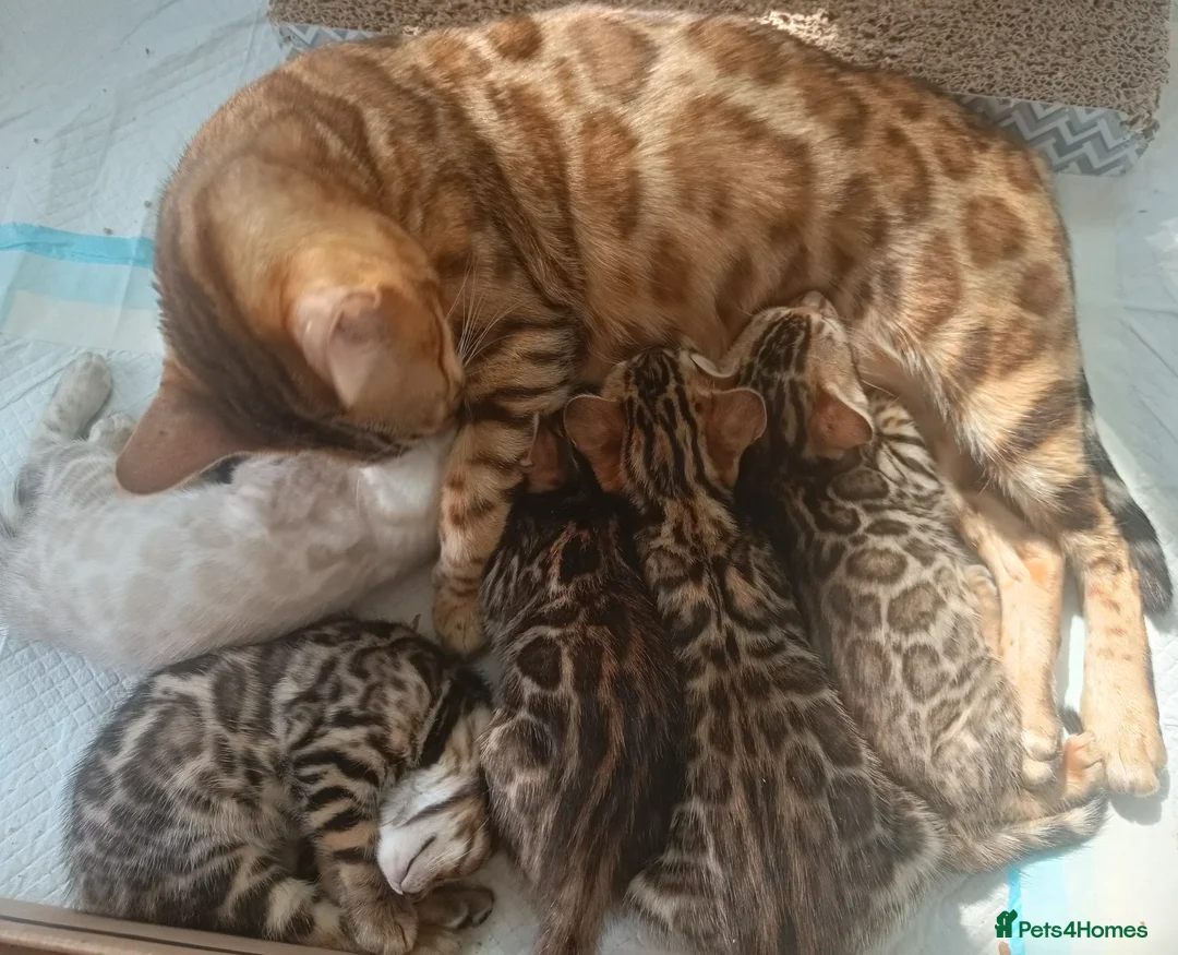 Bengal cats for sale: Absolutely beautiful pedigree bengal kittens - Advert 1