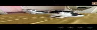 Mixed Breed Kitten 2