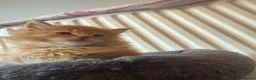 Maine Coon cats for sale: Pedigree / tica Maine coon kittens - Advert 13